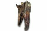 Fossil Woolly Rhino (Coelodonta) Tooth - Siberia #303349-1